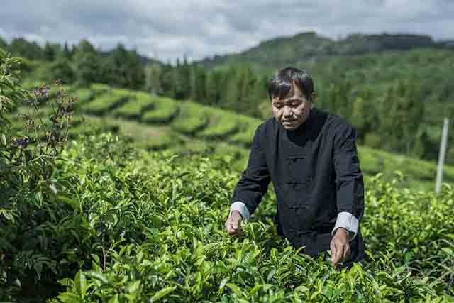 龙润茶茶叶拼配