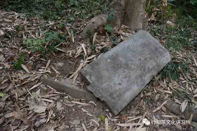 莽枝茶山红土坡行纪