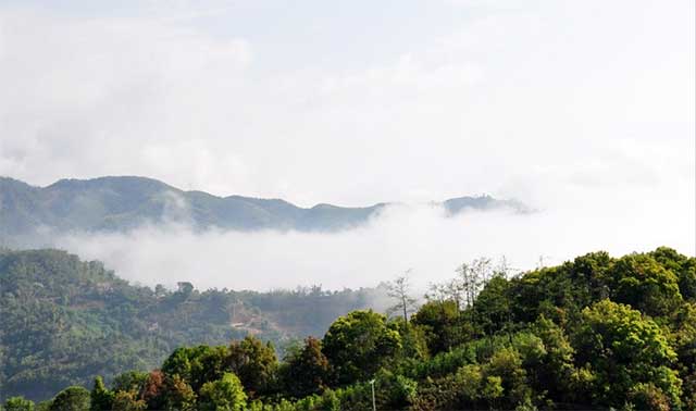 忆兰古茶园茶山实拍