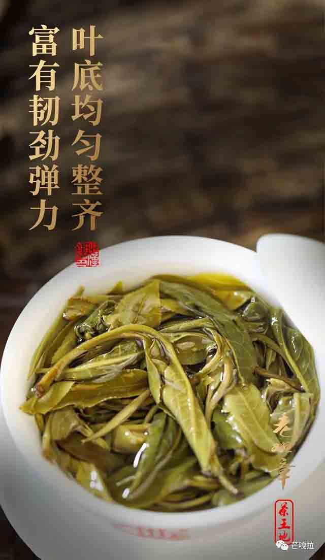 芒嘎拉2023老班章茶王地普洱茶品质特点