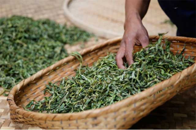 中吉号紫绶金章普洱茶品质特点