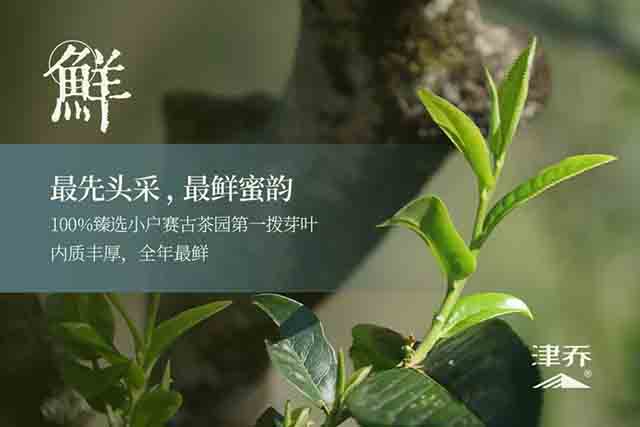 津乔普洱晧叶小户赛头采云白