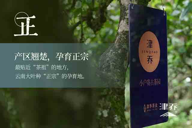 津乔普洱晧叶小户赛头采云白