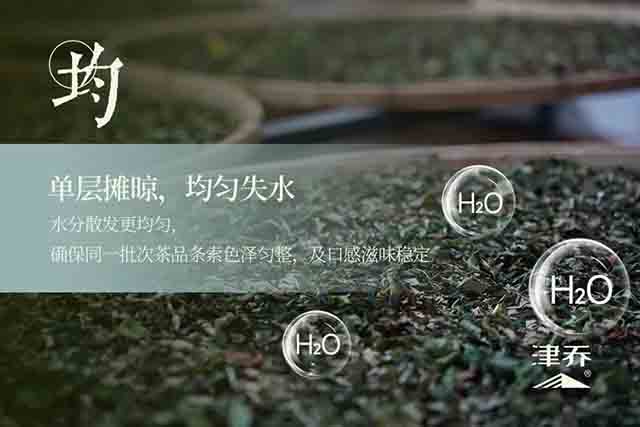 津乔普洱晧叶小户赛头采云白