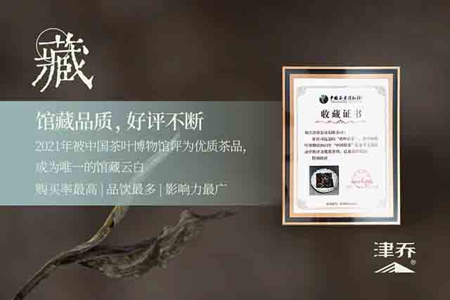 津乔普洱晧叶小户赛头采云白