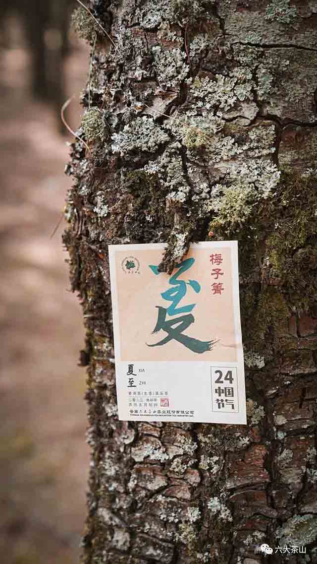 六大茶山夏至临沧梅子箐普洱茶