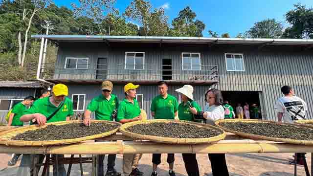 龙润茶易武茶