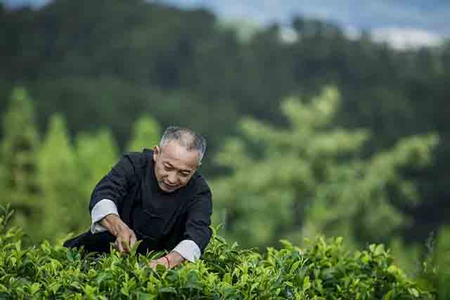 龙润茶2023润贡峰味系列一山一味普洱茶品质特点