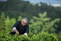 龙润茶：茶越贵，口感越淡？不懂这些知识很容易闹笑话