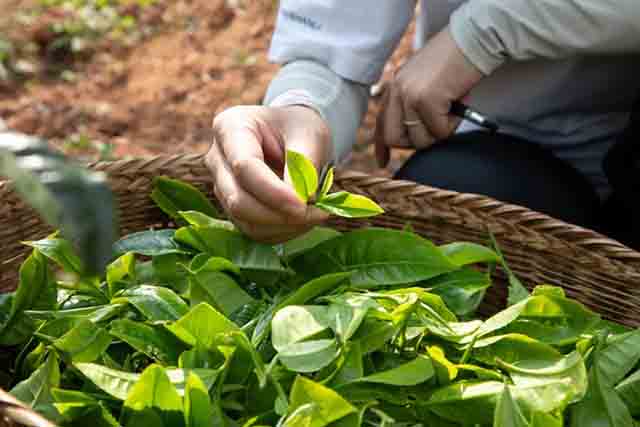 老同志古法2009年那卡竹筒茶品质特点