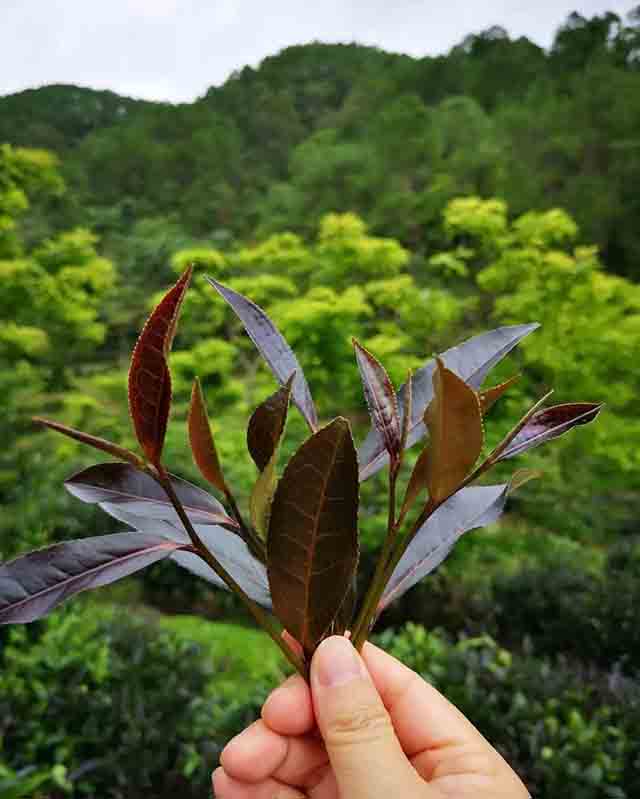 普洱杂志