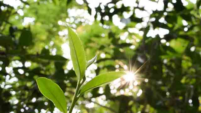 龙润茶古树茶