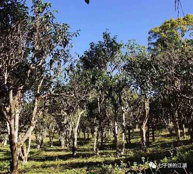 澜沧古茶2018年曼弄熟饼品质特点