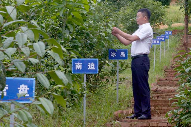 勐库戎氏茶业