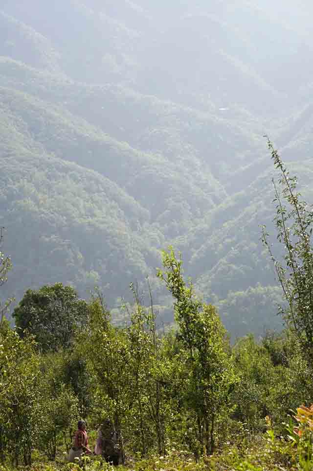 荣瑞祥南板古茶园