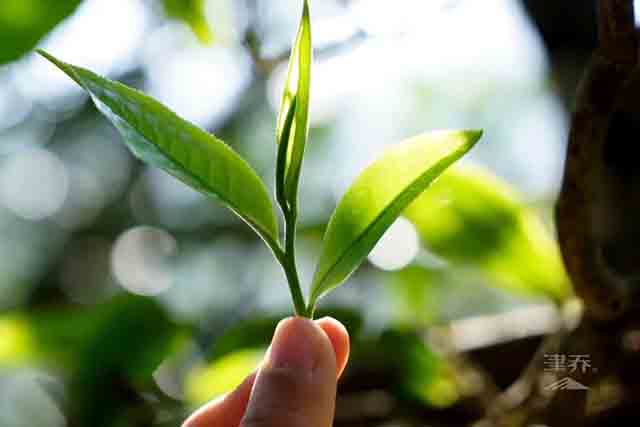 津乔普洱冰岛古树茶