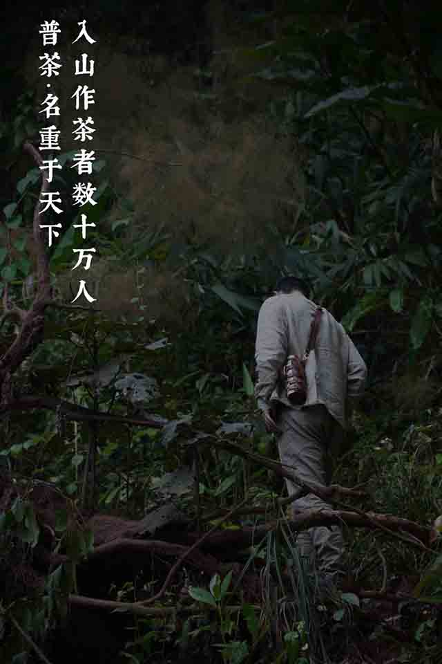 茶叶进化论