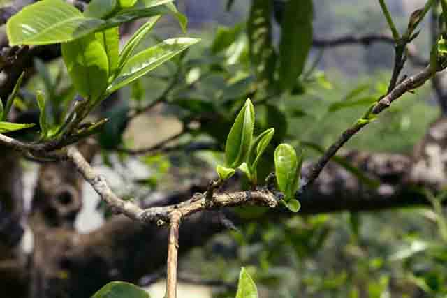 2022龙润茶绿印黄印普洱茶品质特点