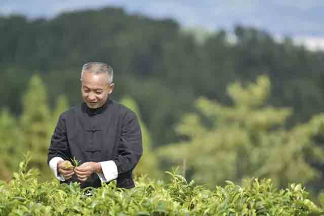 2022龙润茶绿印黄印普洱茶品质特点