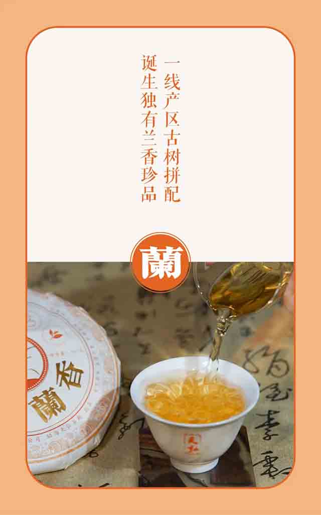 天弘茶业古韵兰香冰岛易武普洱茶