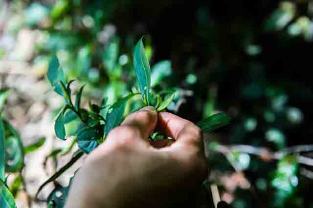 龙润茶布朗山熟茶