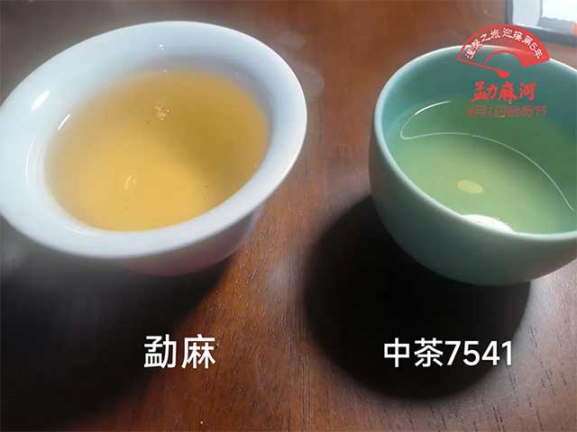 花姐家彤掌柜勐麻和中茶7541对比品鉴