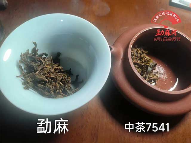 花姐家彤掌柜勐麻和中茶7541对比品鉴