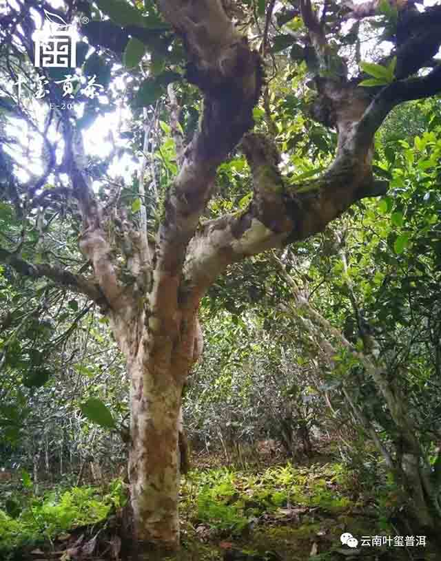 叶玺普洱蛮砖普洱茶品质特点