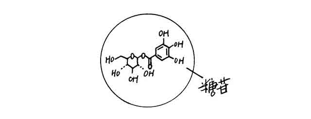 茶叶进化论古树茶发酵熟茶