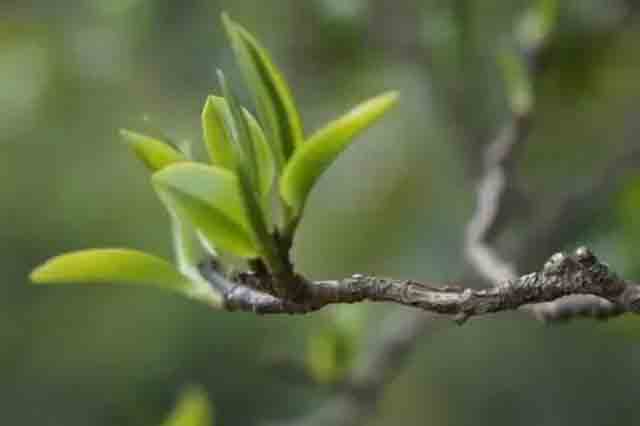 八角亭布朗印象老树茶普洱茶品质特点