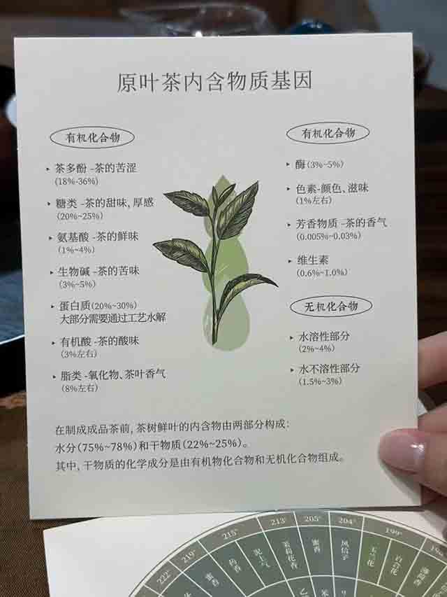 云茶观察