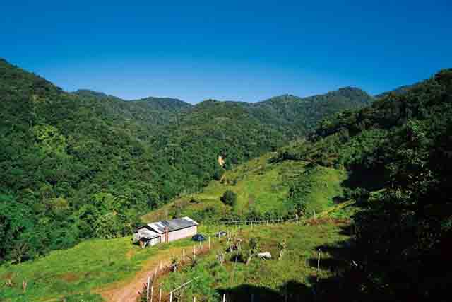 老乌山古茶树