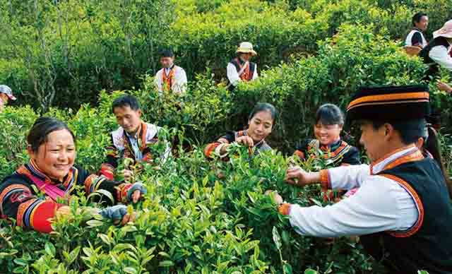 老乌山古茶树