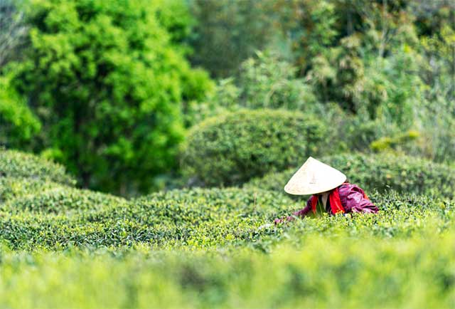 龙润茶白茶