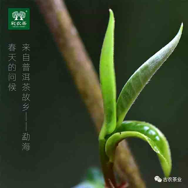彩农茶2023秋勐海小饼普洱茶品质特点