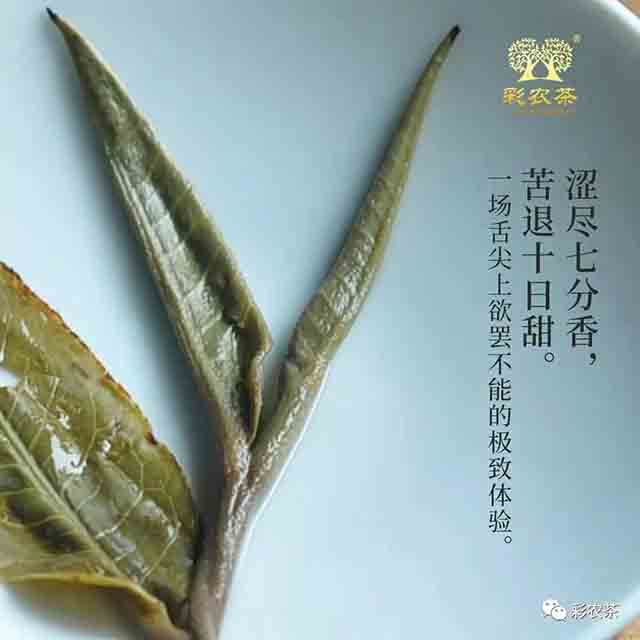 彩农茶2023秋老曼峨普洱茶品质特点