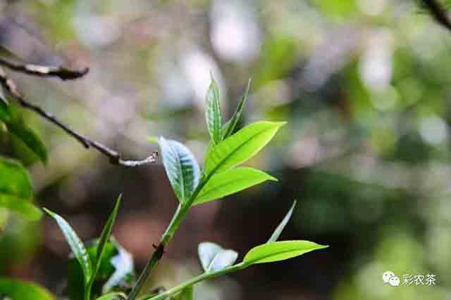 彩农茶2023秋老曼峨普洱茶品质特点