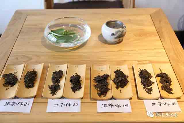 茶叶进化论