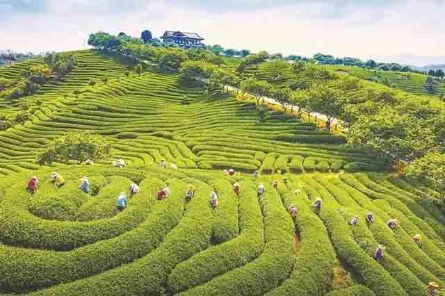 福建漳平鸿鼎农场开发有限公司茶园生机勃勃，每年春季需要300~400位当地茶农抢抓时节采摘茶叶。