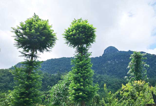 景东丁帕普洱茶