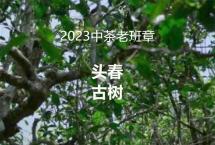 2023中茶老班章头春古树原料采收实录