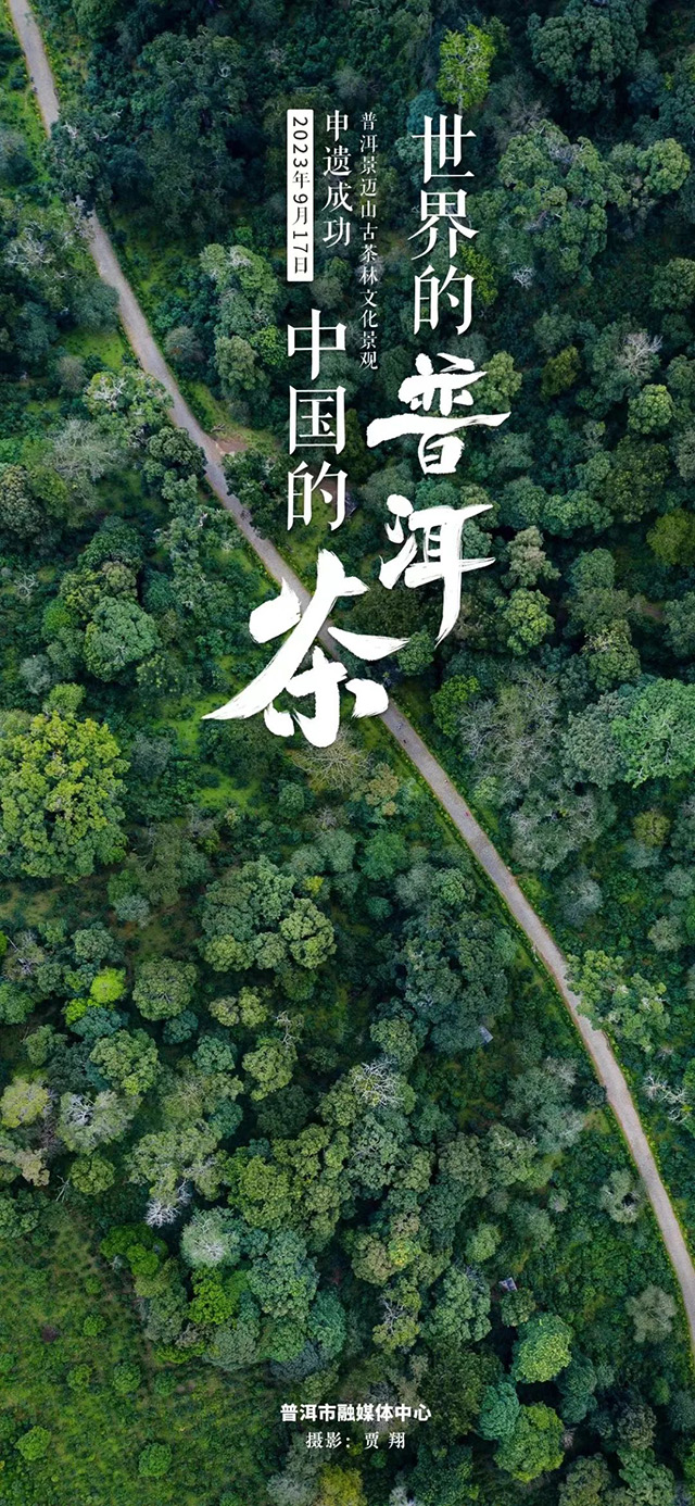 老同志入山里核心地块景迈普洱茶