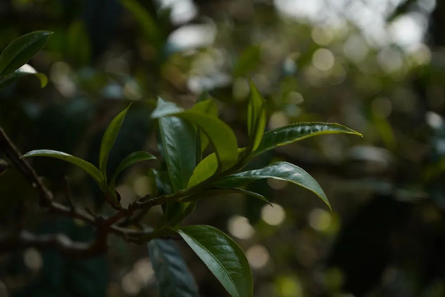 景迈山茶香
