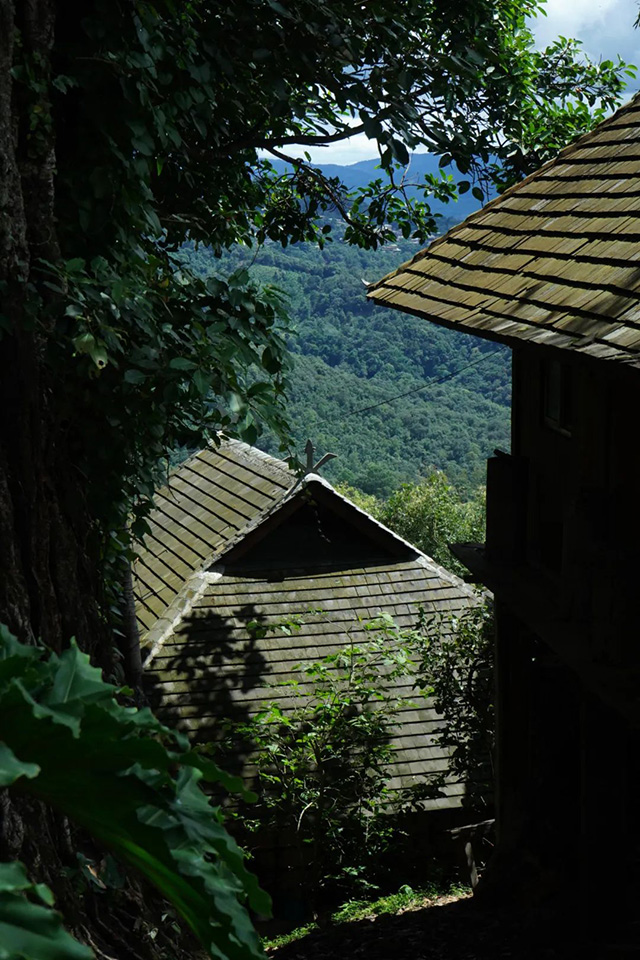 景迈山茶香