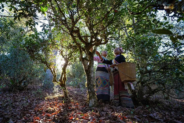 普洱景迈山古茶林文化景观