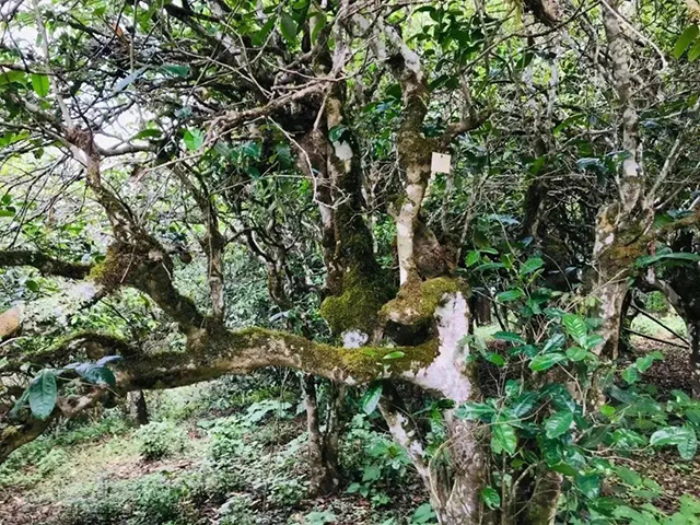 静谧生长着的古茶树