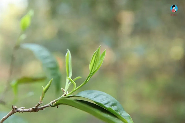 曼松茶树鲜叶