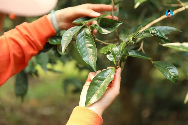 百花潭茶树鲜叶