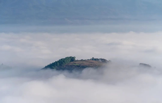 景迈山茶