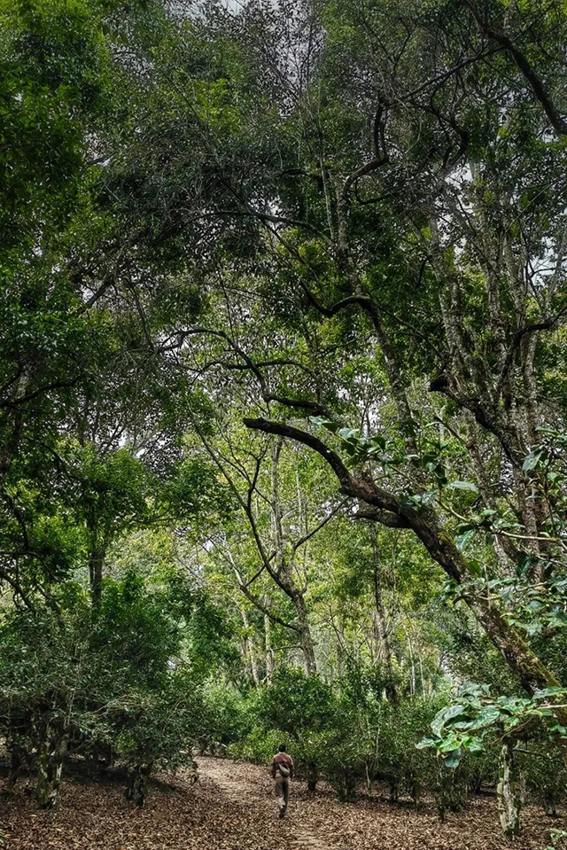 正皓茶景迈山申报世界文化遗产成功纪念版茶